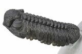 Phacopid (Adrisiops) Trilobite - Rock Removed Under Shell #230350-5